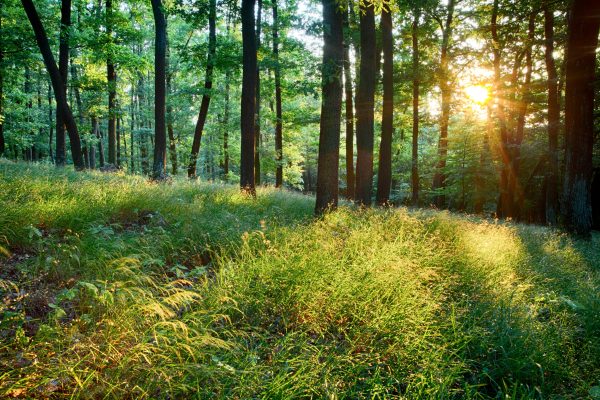 Green forest with sun and rays