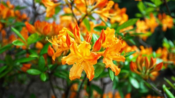 Bright orange azalea flowers blooming in spring in Metro Atlanta, signaling the start of HVAC maintenance season before summer heat