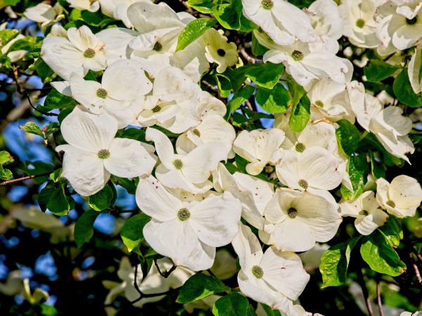 Dogwood blooms in Serenbe signal spring pollen season, impacting air quality and HVAC performance in geothermal homes.