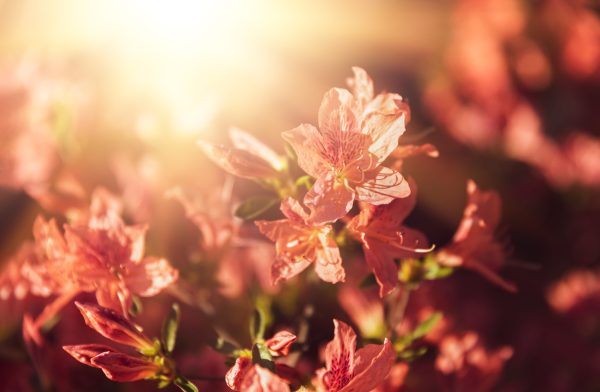 Spring blooms in Serenbe signal rising temperatures and the need for geothermal HVAC maintenance before summer demand hits.